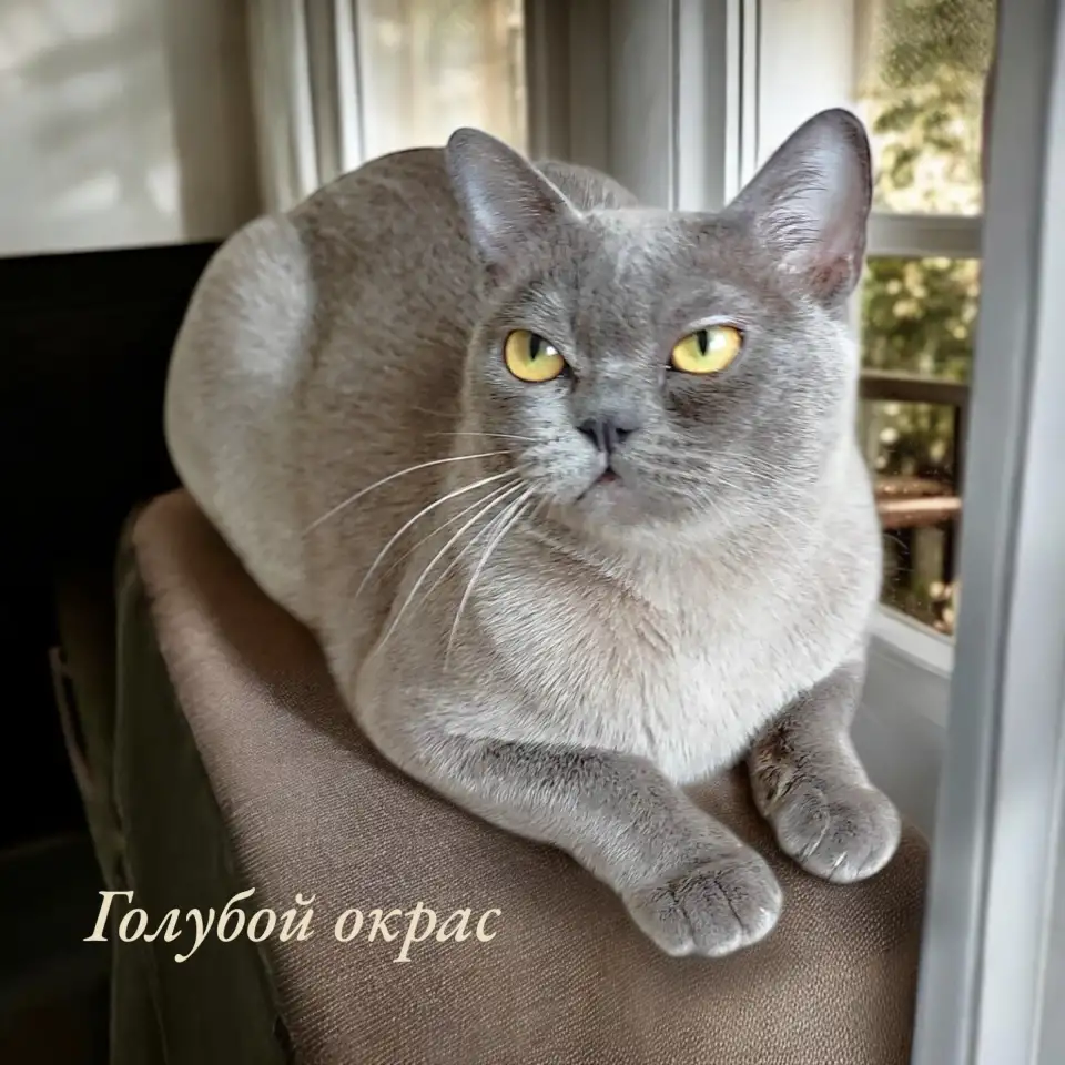 Американская бурма, фотография 8