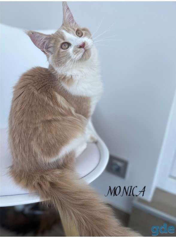 Чистокровные котята МЭЙНКУН, фотография 3
