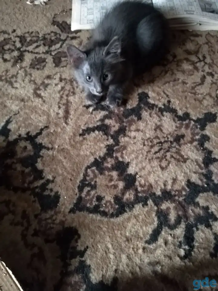 Дарю котят., фотография 3