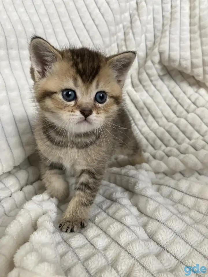 Шотландские котята голубая золотая шиншилла, фотография 5