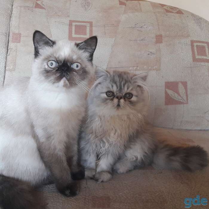 Персидский котенок, фотография 3
