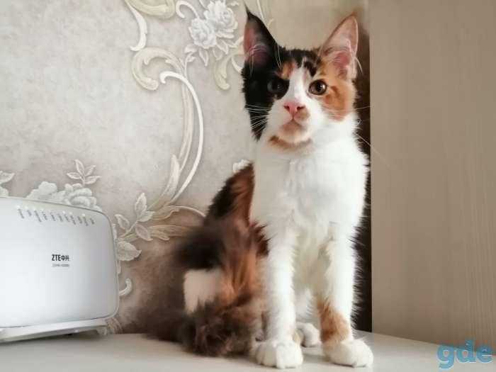 Котенок, фотография 1