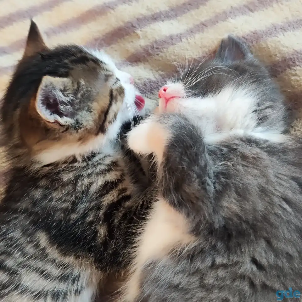 Котята, фотография 3