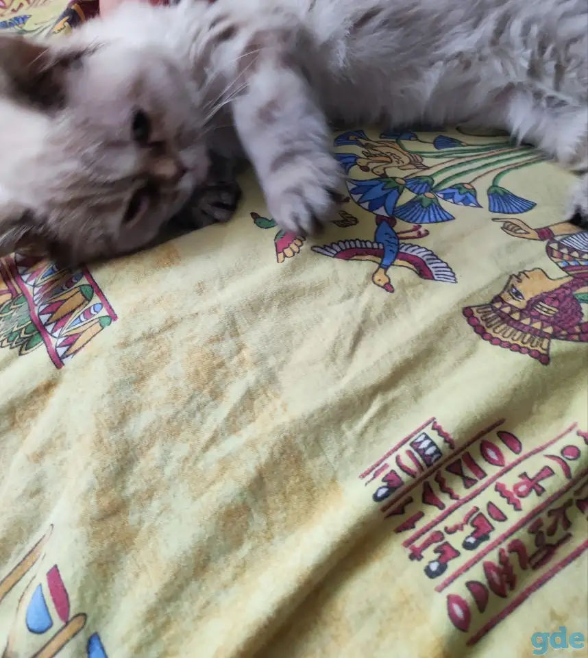 Шотландские котята, фотография 2