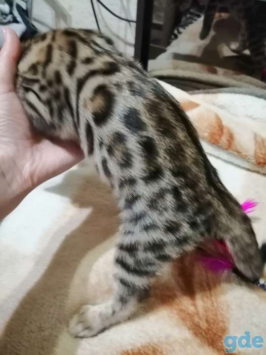 Бенгальский котенок, фотография 1