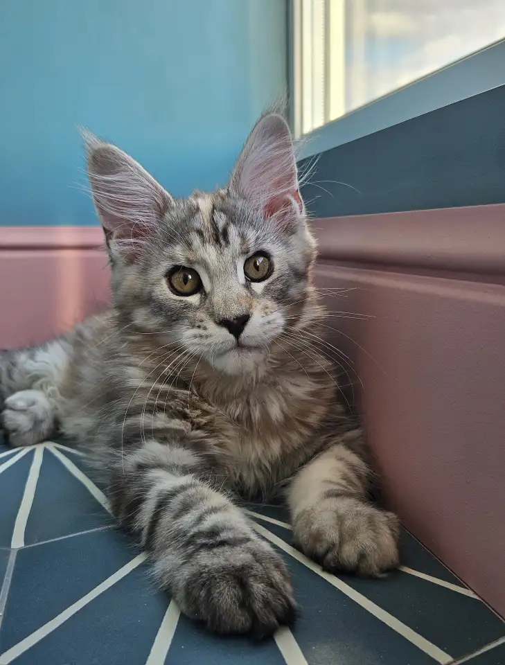 Котенок мейн кун из питомника, фотография 3