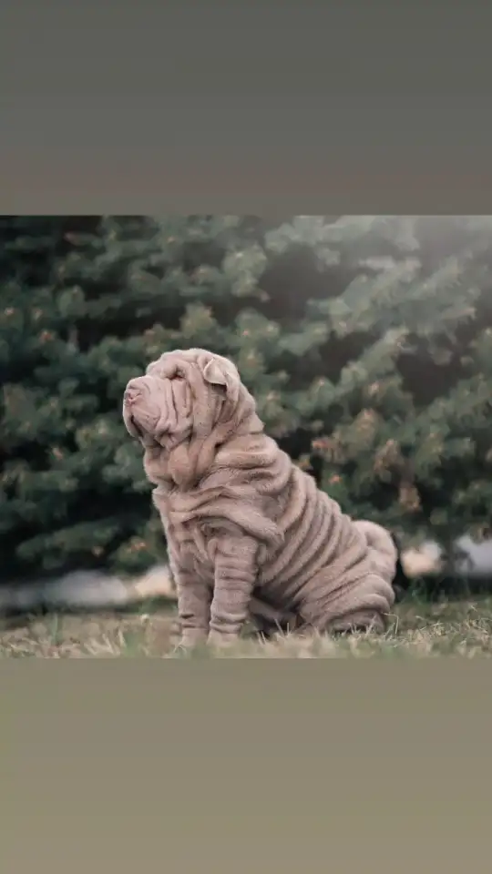 щенки шарпей, фотография 2