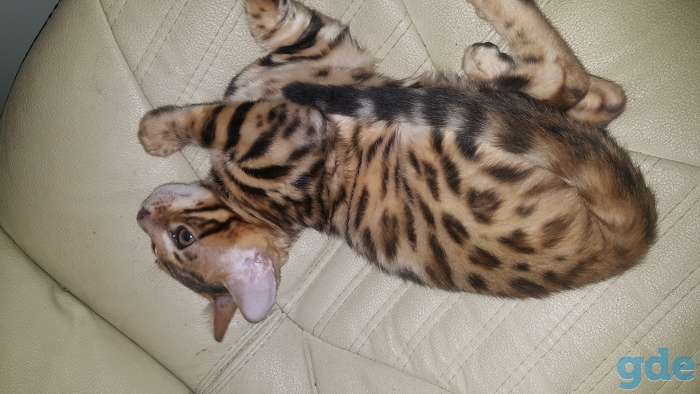 Бенгальские котята, фотография 1