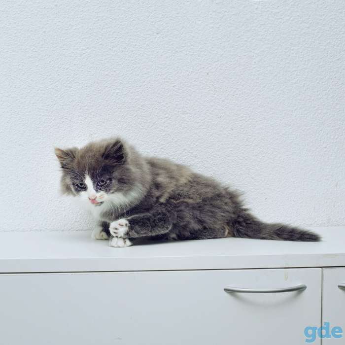 котята в дар, фотография 2
