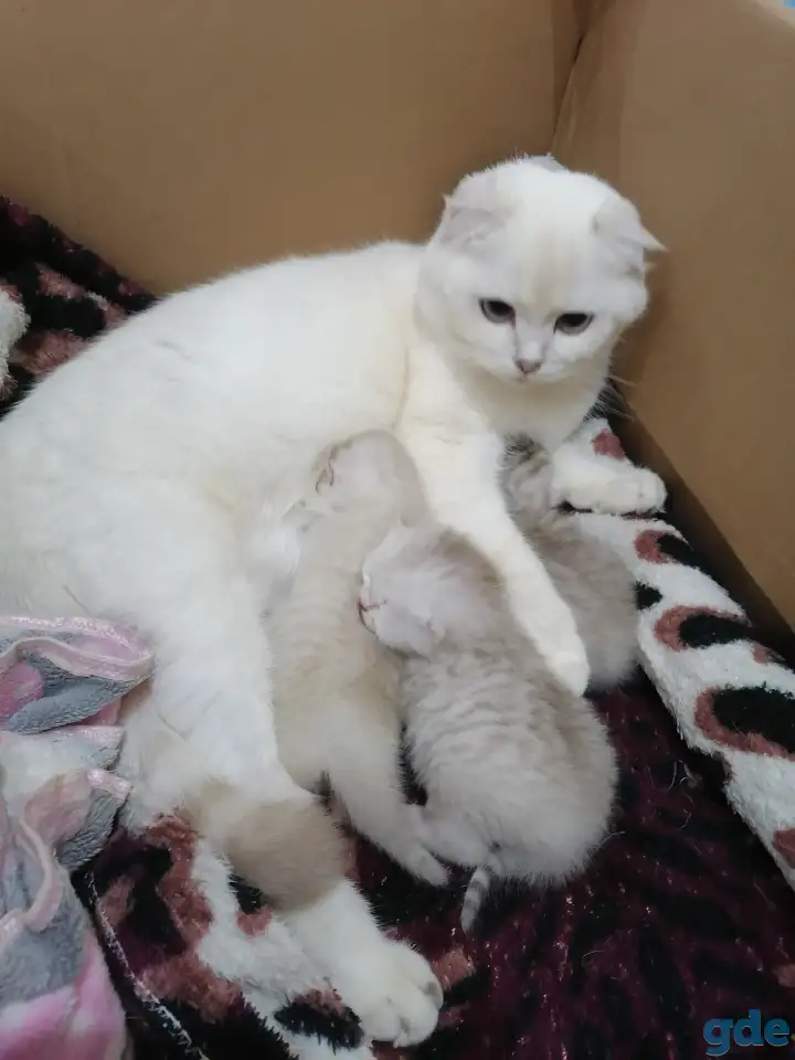 Котята, фотография 3