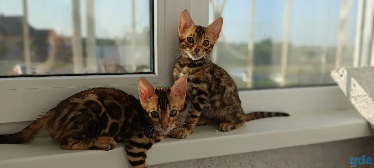 Бенгальские котята, фотография 1