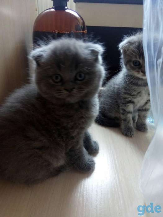 Продам замечательных котят, фотография 1