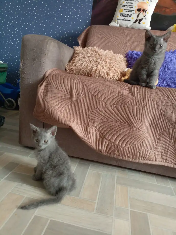 Отдам двух котят мальчика и девочку., фотография 2