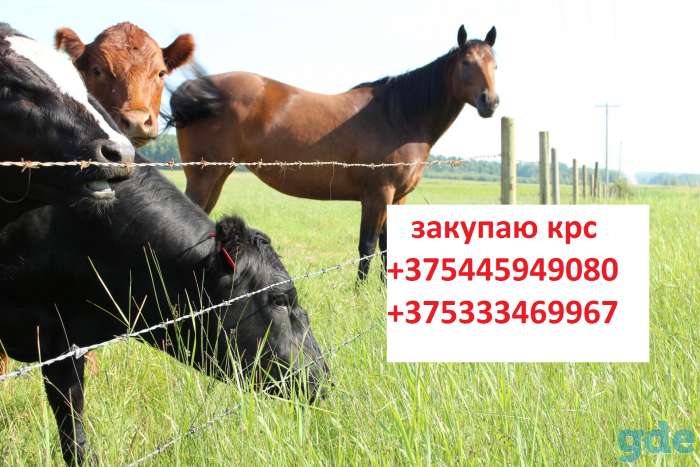 закупаем крс, фотография 1