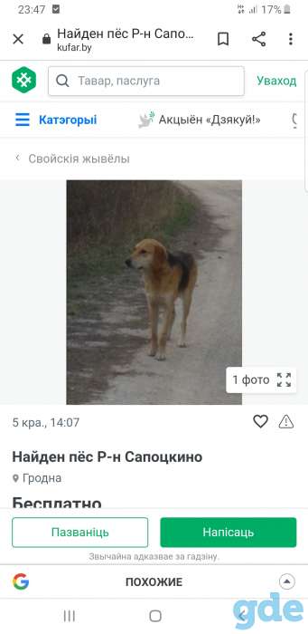 Пропала собака, фотография 2
