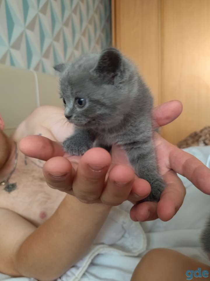 Чистокровные британские котята, фотография 6