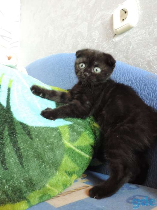 Шотландские котята, фотография 5