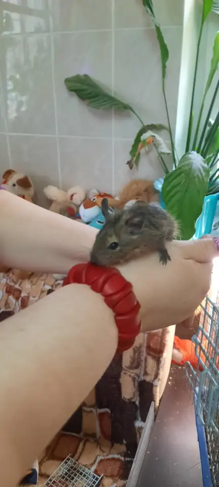 Белочки Дегу, фотография 2