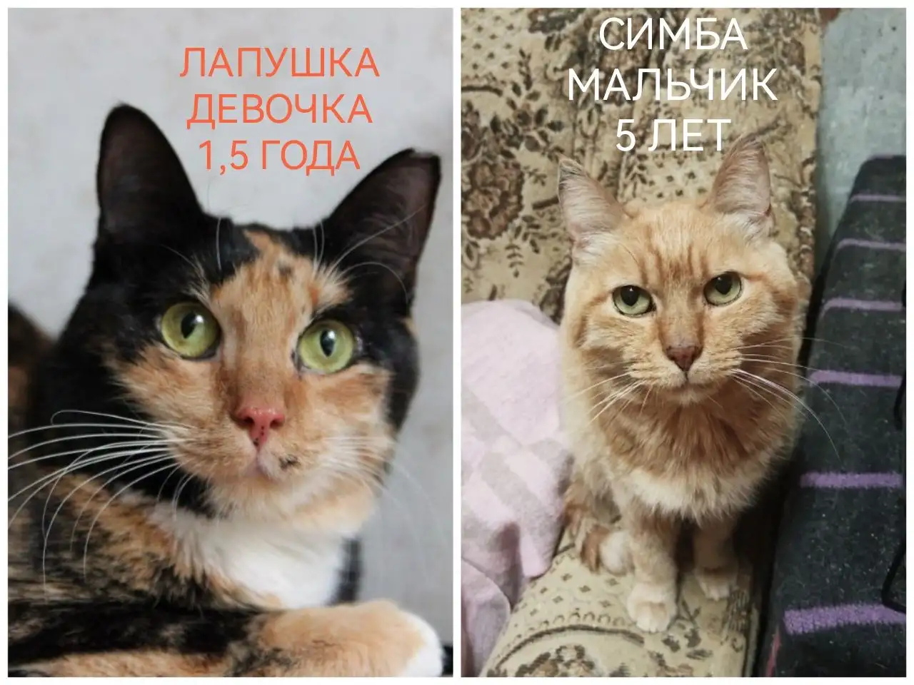 ПОЖАЛУЙСТА, НЕ ПРОХОДИТЕ МИМО!!!, фотография 2