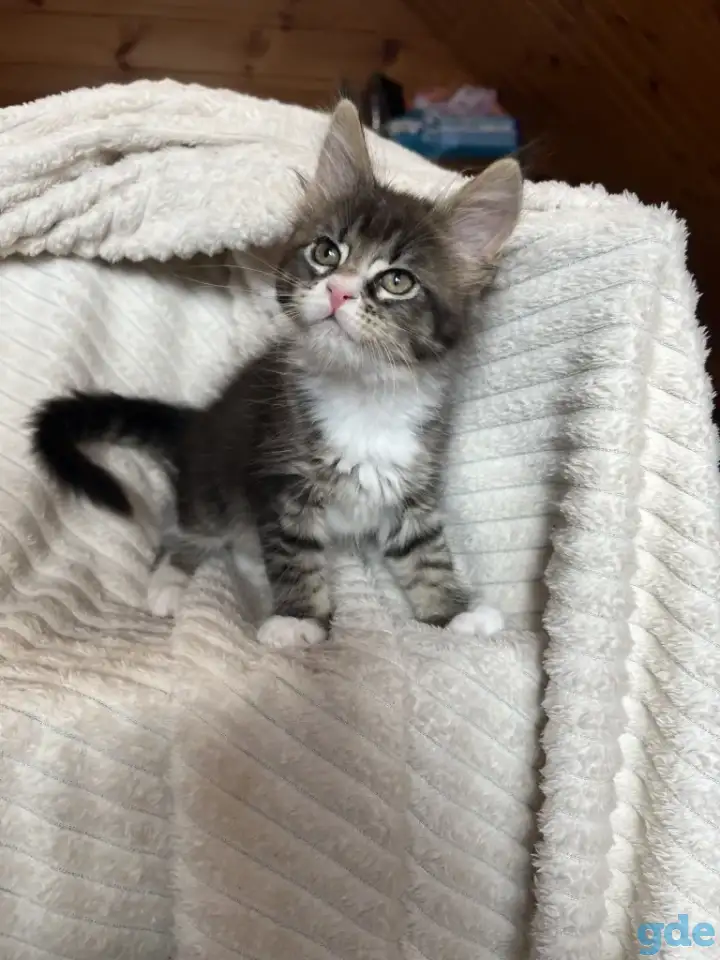 Котята мейн-кун, фотография 1