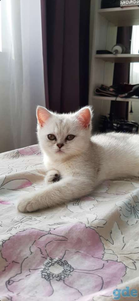 Котята, фотография 5