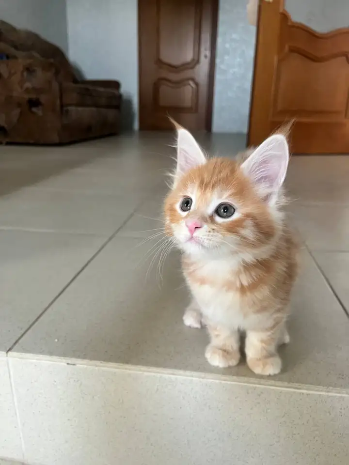 Котята, фотография 3