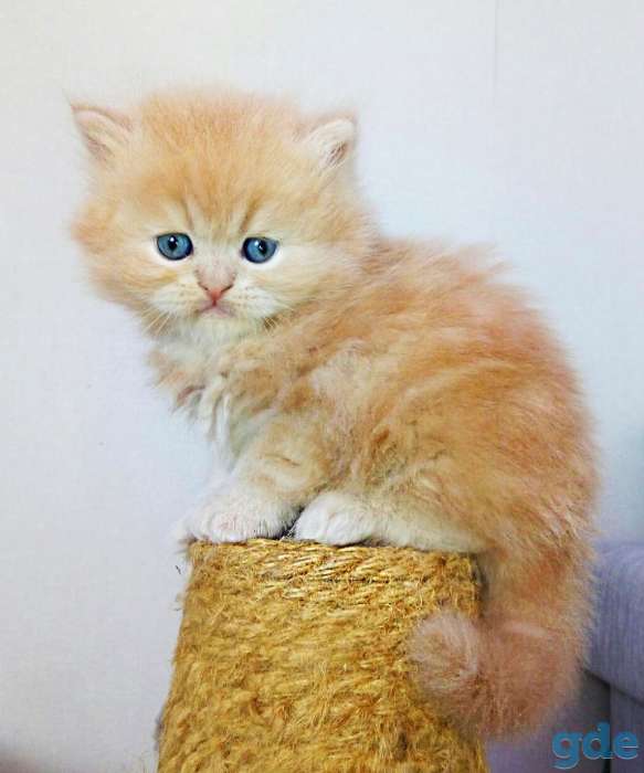 Персидские котята, фотография 2