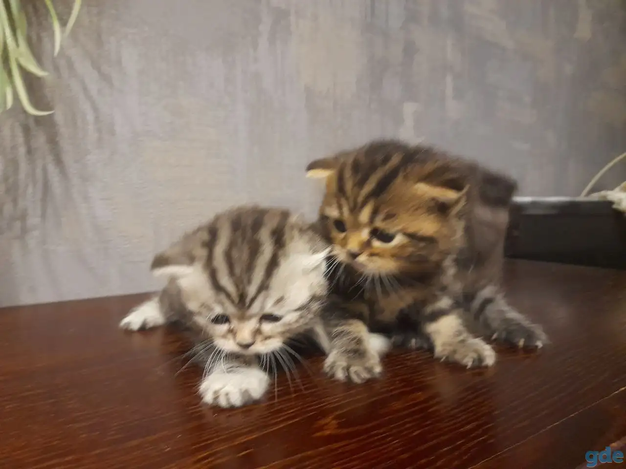 котята шотландские (страйт,фолд), фотография 1