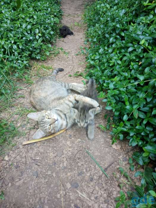 Котята в добрые руки, фотография 2