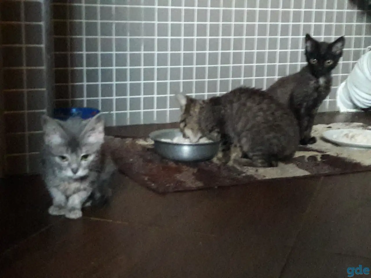 Котята, фотография 2