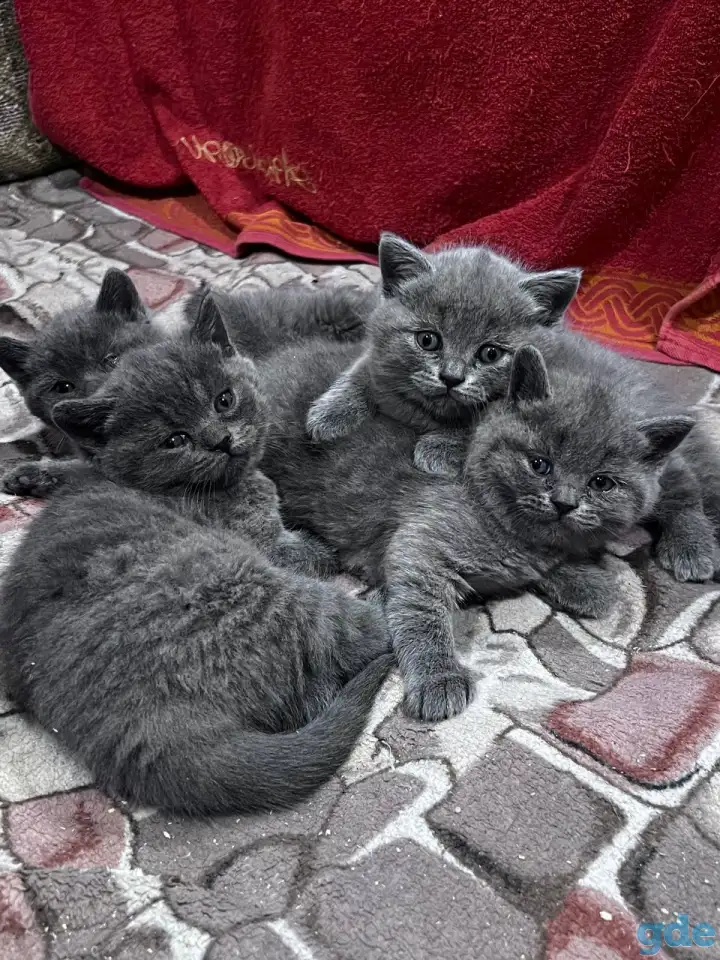 Британски чистокровные котята, фотография 1