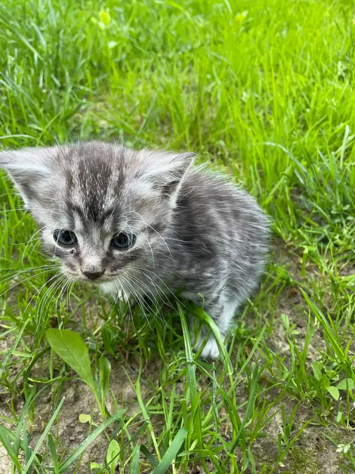 Котята в хорошие руки, фотография 2