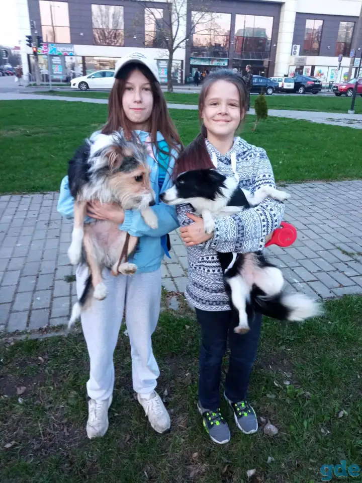 Собака 08.06.2022 г. р. в холке 35 см, фотография 2