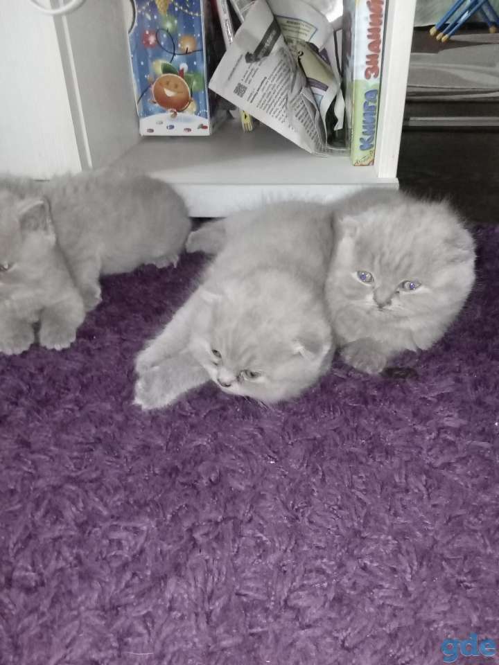 Шотландский котенок, фотография 9