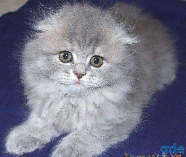 Шотландские котята, фотография 4