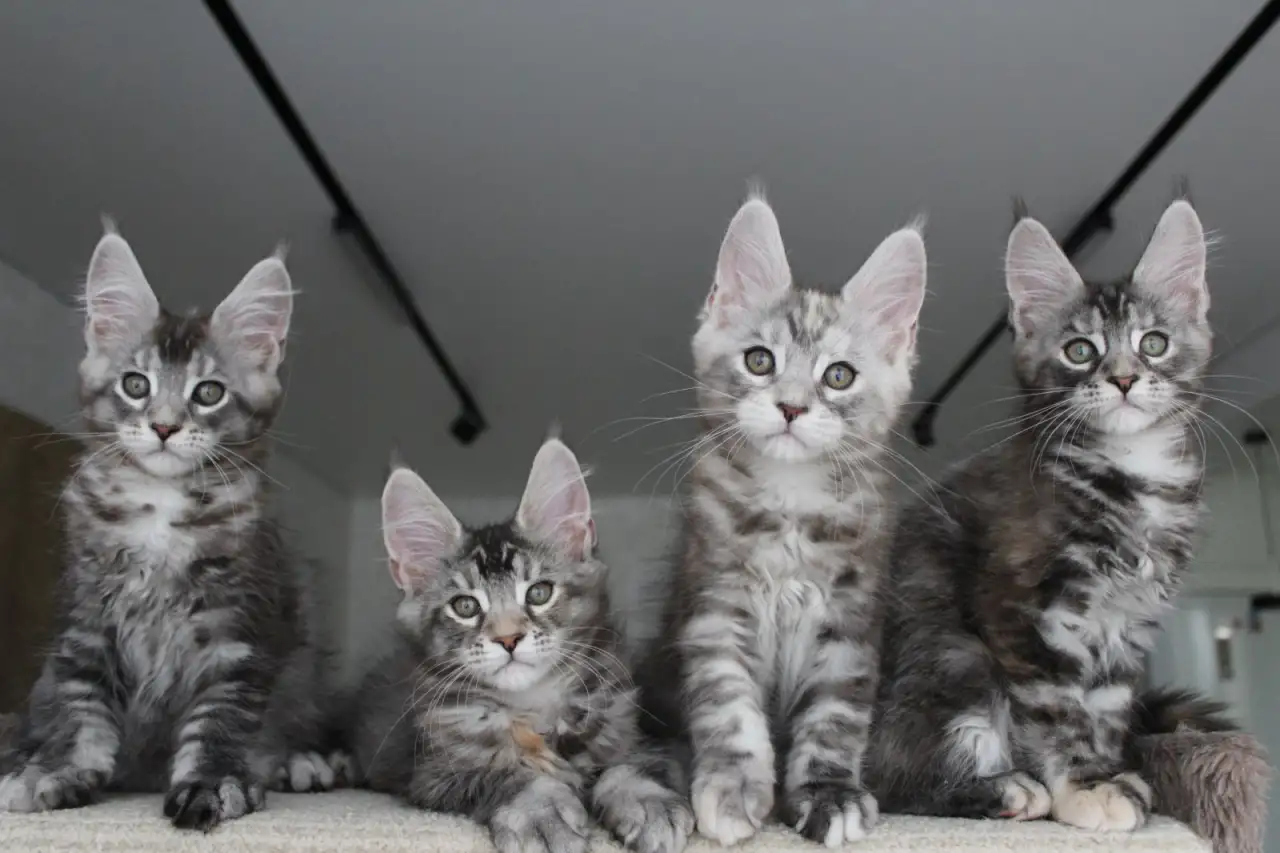 Мейн кун котята!, фотография 4