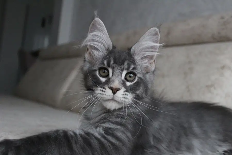 Мейн-кун котенок!, фотография 4