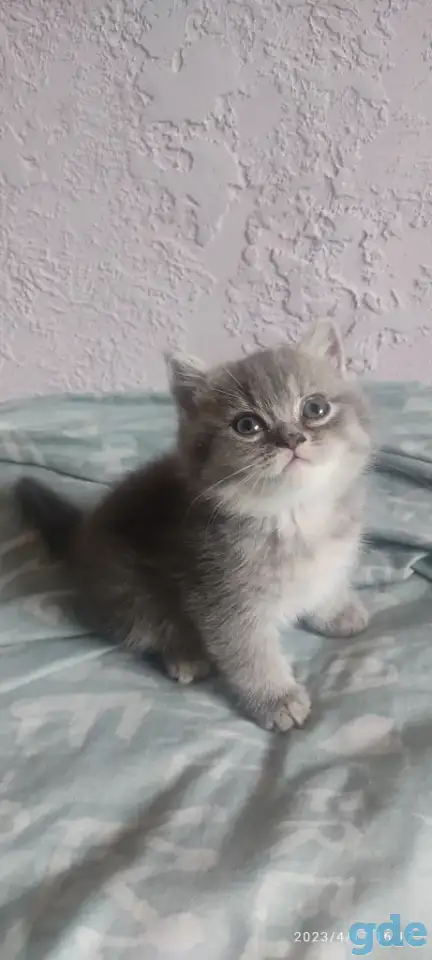 Скотиш страйт, фотография 3
