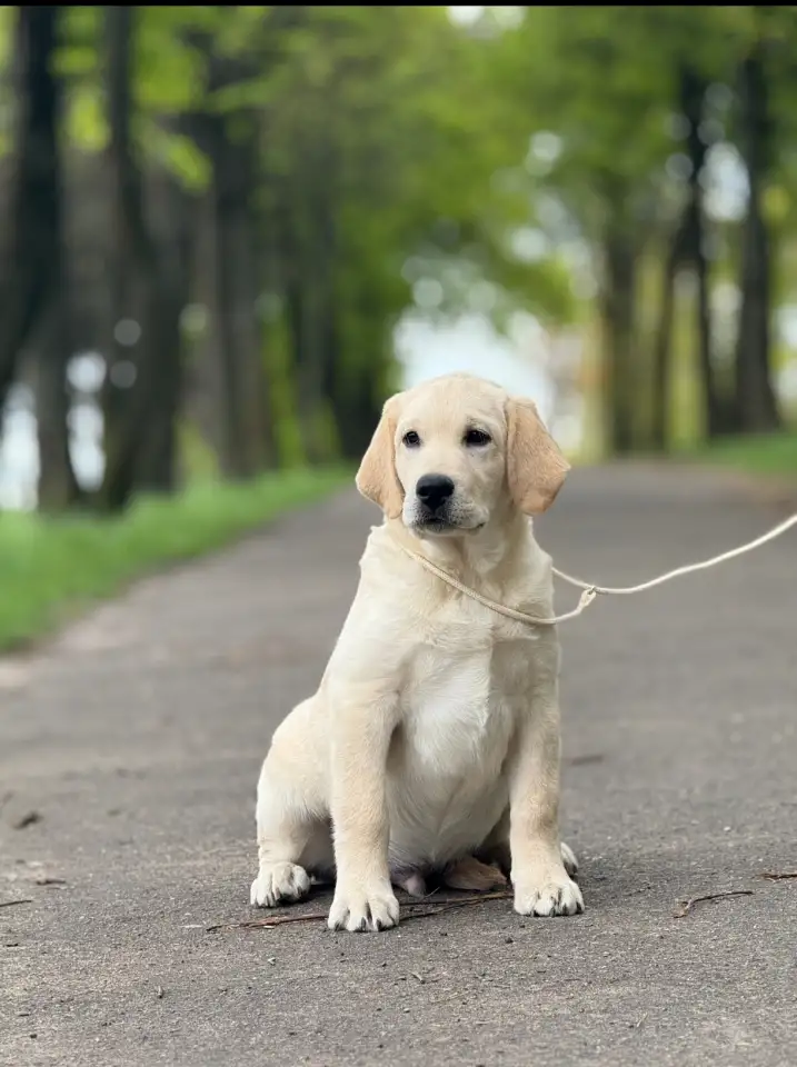 Щенок лабрадор ретривер, фотография 4