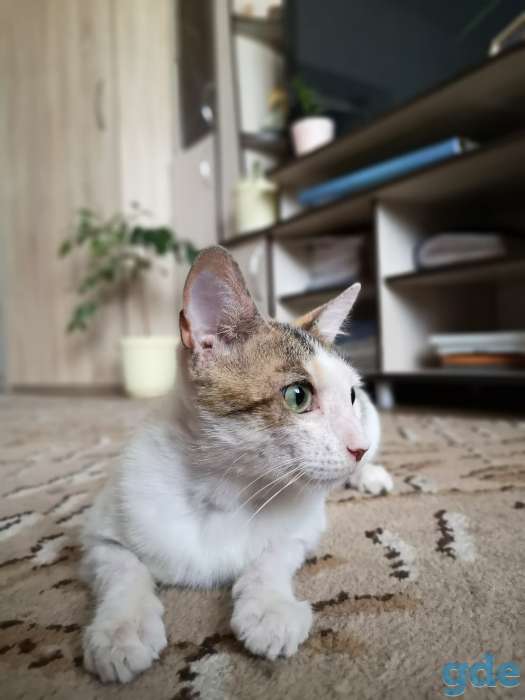 Кошка Басти, фотография 7