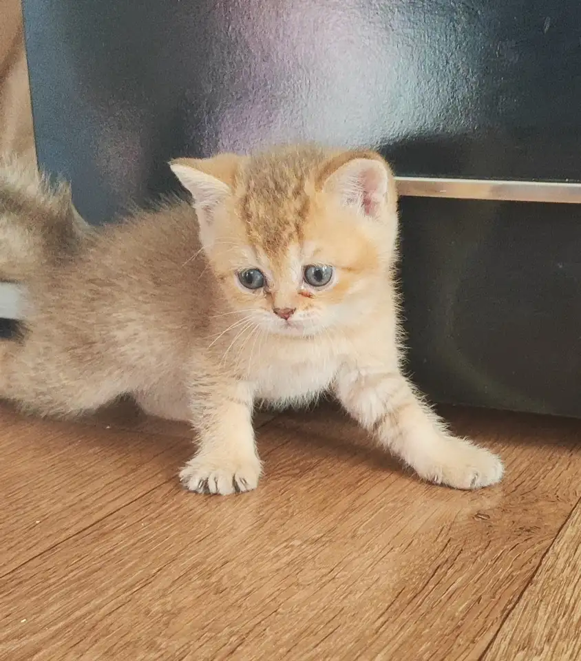Шотландские котята, фотография 8