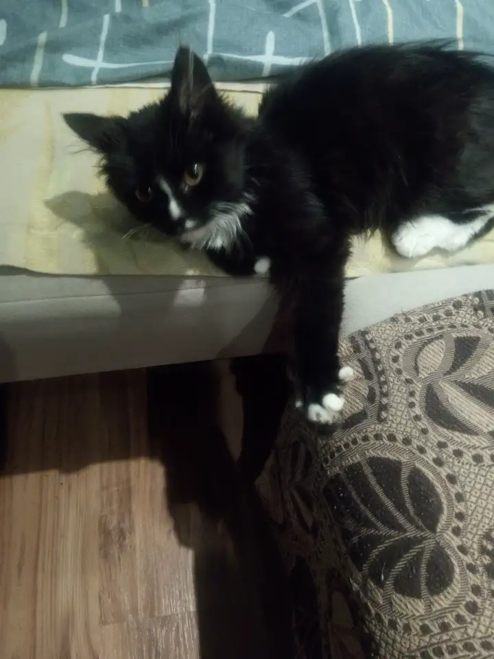 Котята, фотография 3