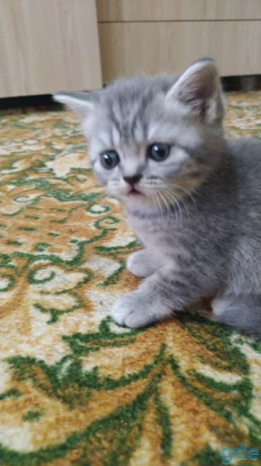 Шотландские котята, фотография 6