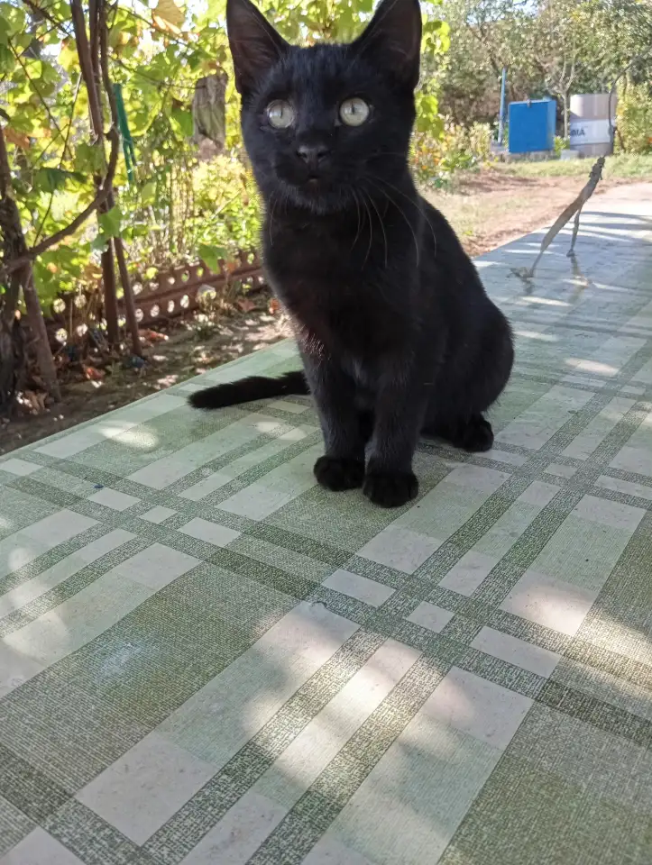 Самый лучший котенок, фотография 1