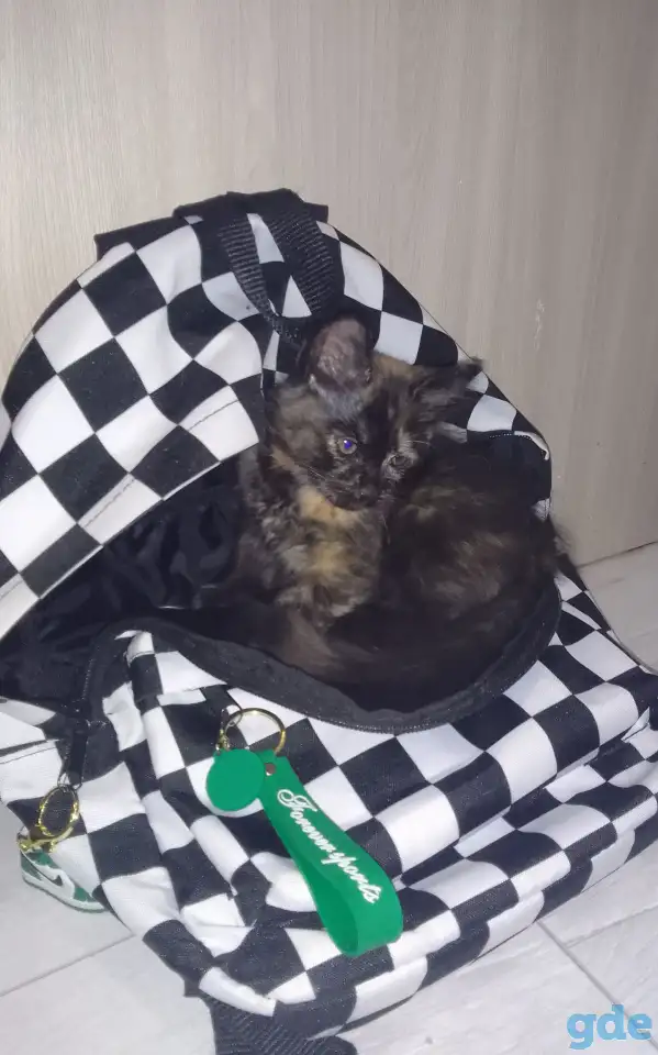 Котята в дар, фотография 1