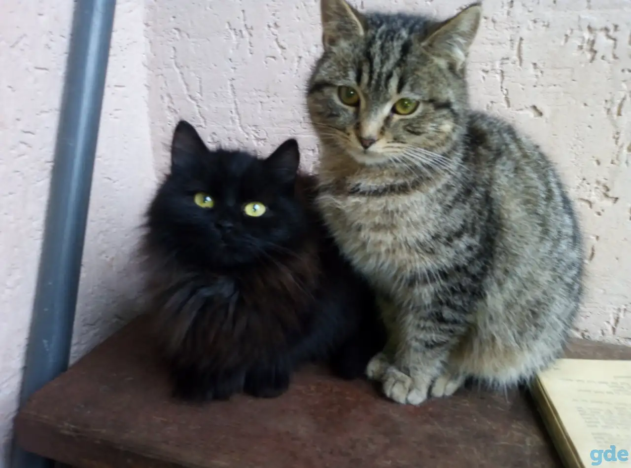 Котики в хорошие руки, фотография 3