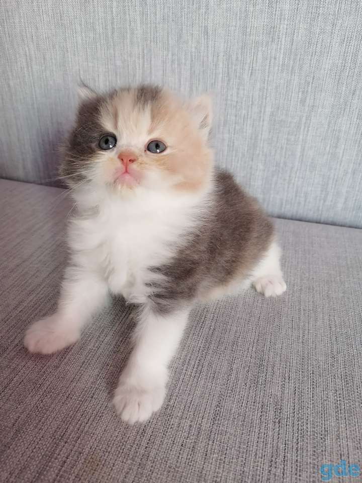 Персидские котята, фотография 2