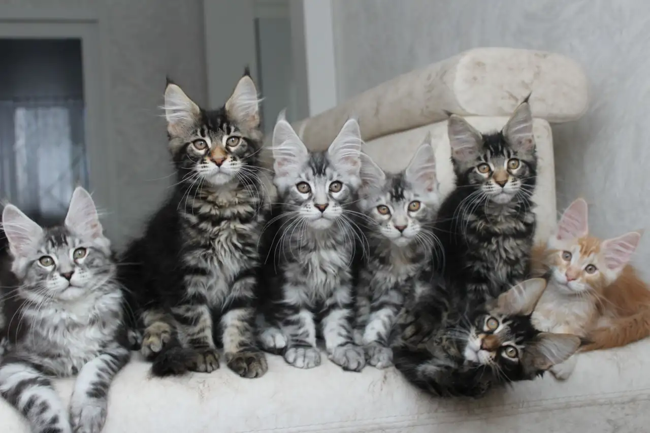 Мейн-кун котята, фотография 2