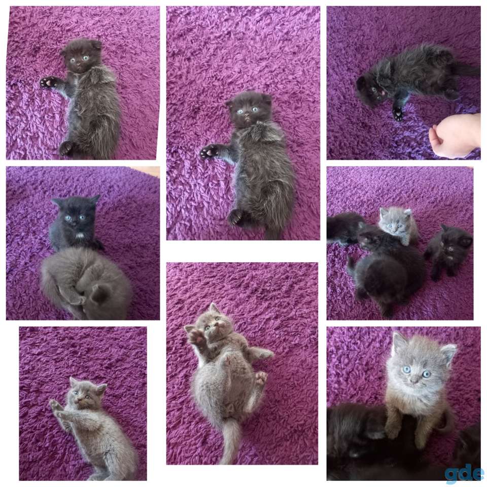 Вислоухие котята, фотография 1