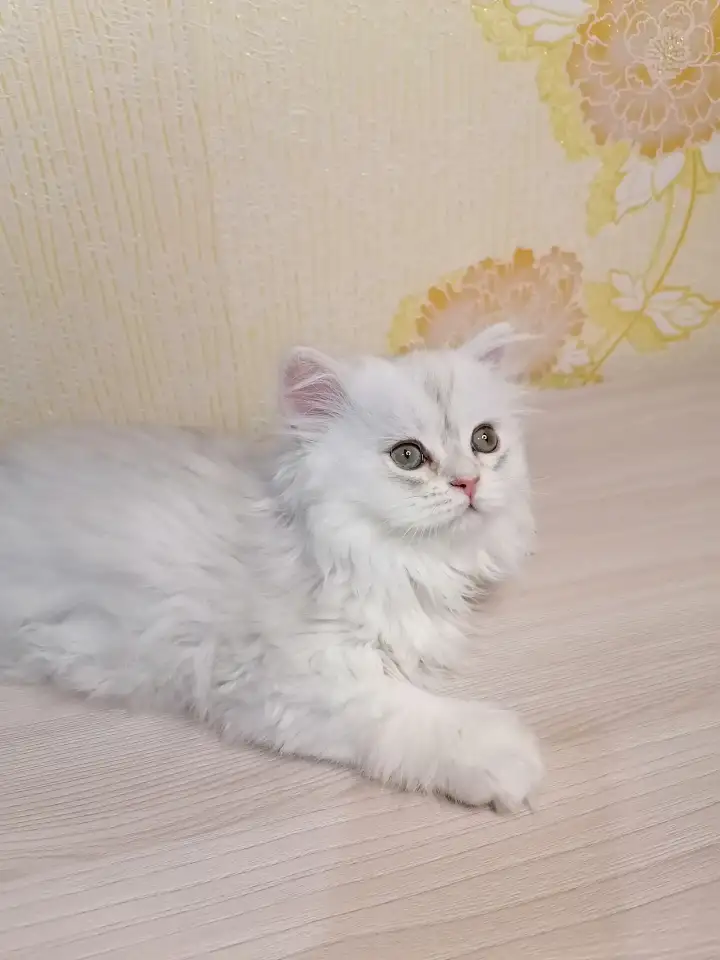 Британская кошечка, фотография 3